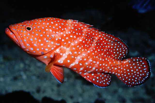 cephalopholis miniata