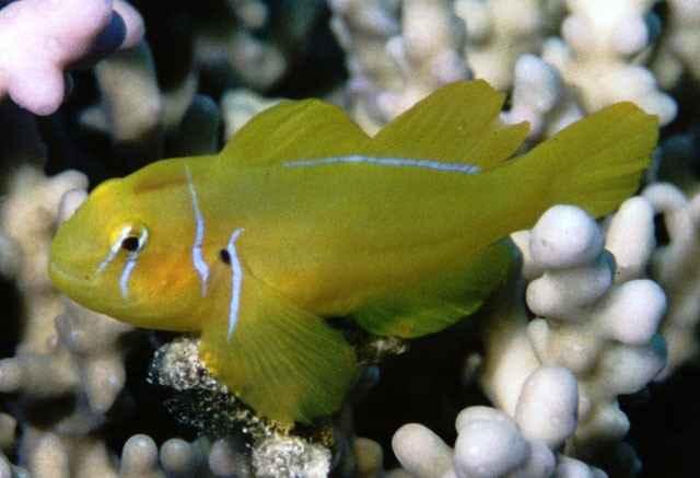 gobiodon citrinus