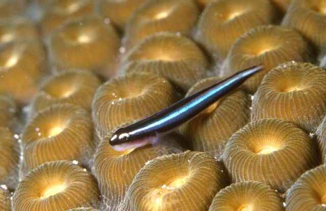 gobiosoma oceanops
