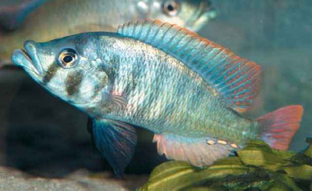 haplochromis chilotes