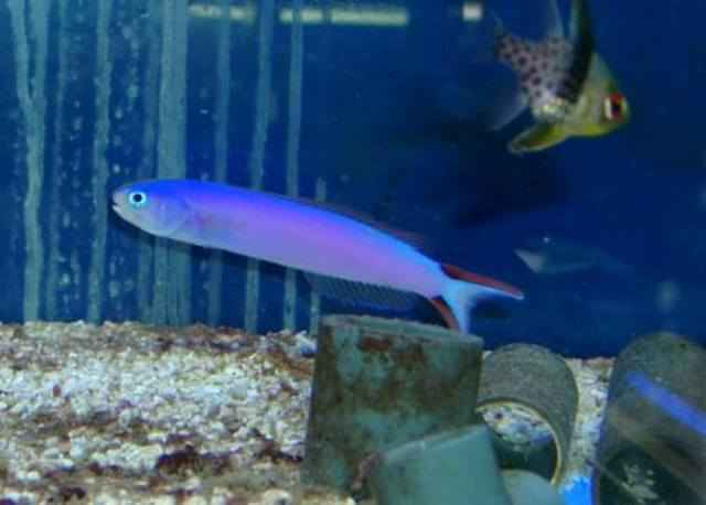 hoplolatilus purpureus