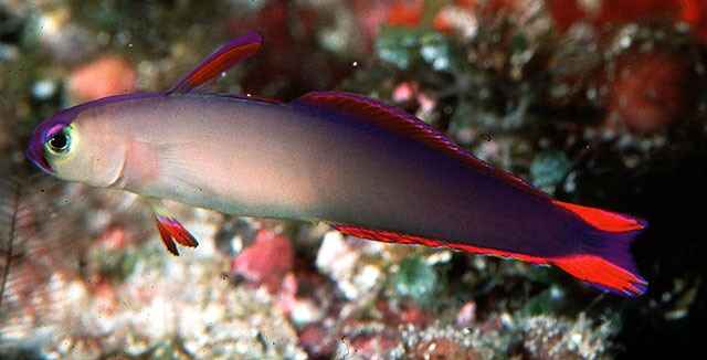 nemateleotris decora