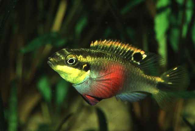 pelvicachromis pulcher