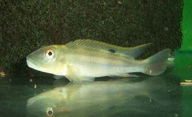 steatocranus tinanti
