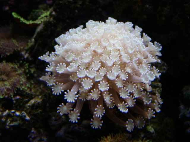 alveopora sp