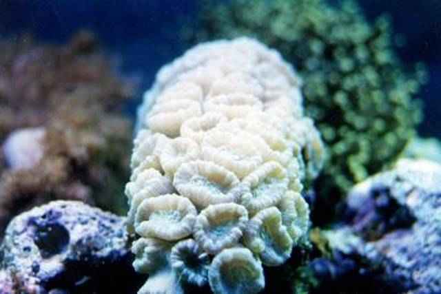 caulastrea timida