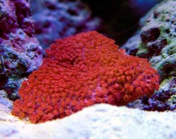 goniopora red